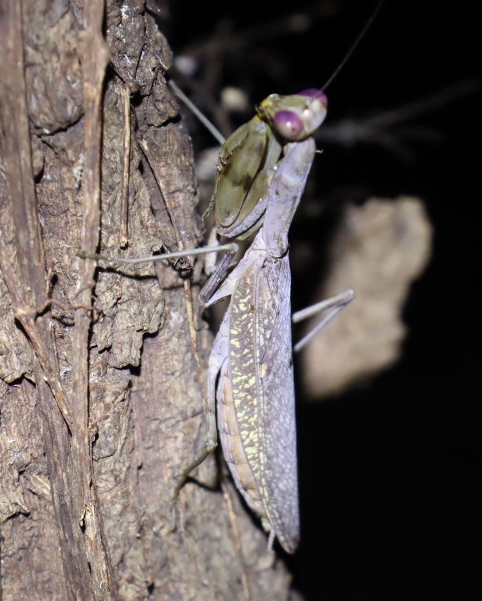 レッドアイ＆グレーボディのハラビロカマキリ （４）_クヌギ-ほったらかしの森_2023年10月3日18時50分気温22.7度